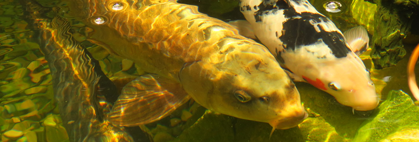 pond maintenance Leeds, pond restoration Leeds, pond renovation Leeds, pond design Leeds, pond building Leeds and pond construction Leeds